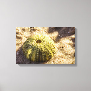Sea Urchin on wet sea sand Canvas Print