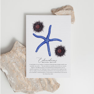 Sea Urchin Postcard