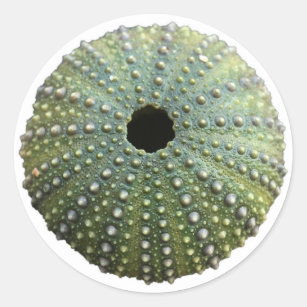 Sea Urchin Shell Classic Round Sticker