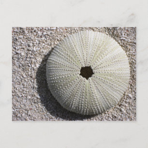 Sea Urchin Shell on the Sand Postcard