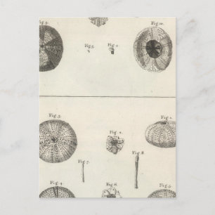 Sea Urchins Postcard