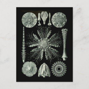 Sea Urchins Postcard