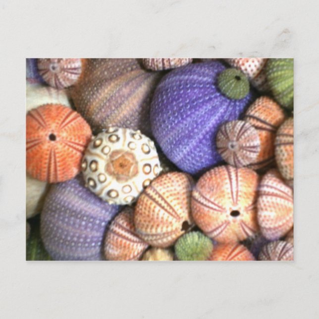 Sea Urchins Postcard (Front)