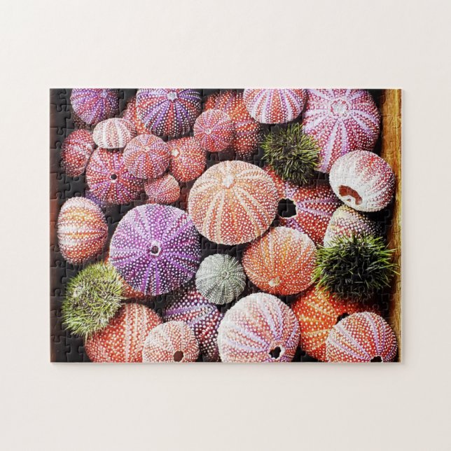 Sea urchins puzzle (Horizontal)