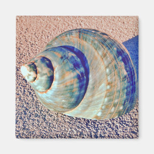 Sea Welk Seashell Magnet
