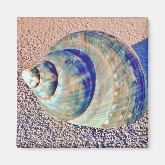 Sea Welk Seashell Magnet (Front)