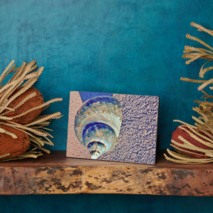 Sea Welk Seashell Plaque