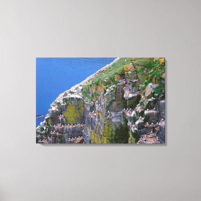 Seabird Colony On Rocky Cliff Canvas Print (Front)