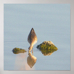 Seabird Reflection Photo Poster