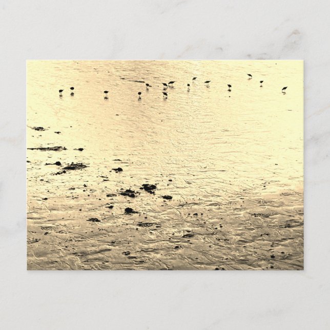 Seabirds in Sepia Postcard (Front)