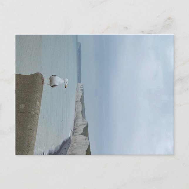 Seagul and white cliffs of Seven Sisters, UK Postcard (Front)