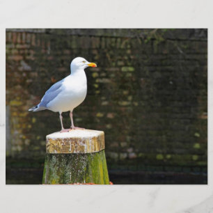 Seagull