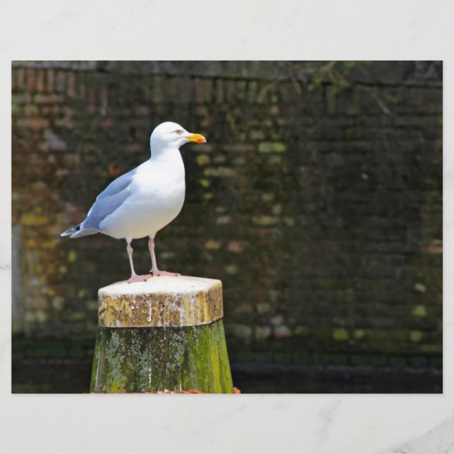 Seagull (Front)