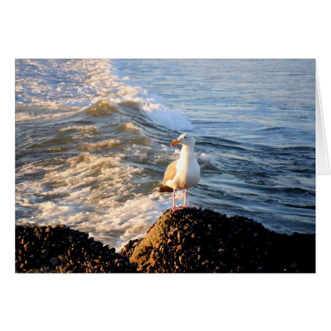 Seagull (Front Horizontal)