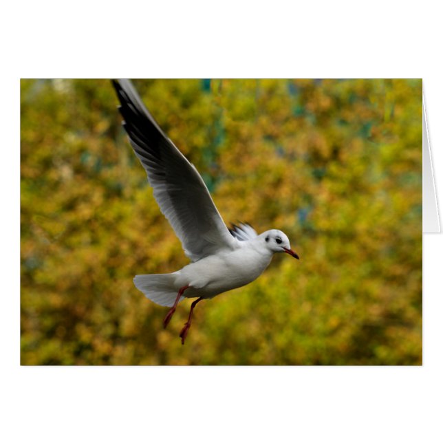 Seagull (Front Horizontal)