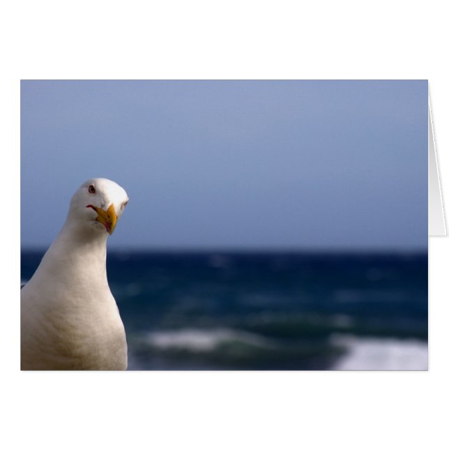 Seagull (Front Horizontal)