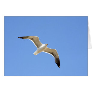Seagull
