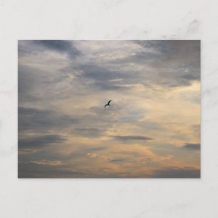 Seagull at Dusk Beach Bird Photography Postcard