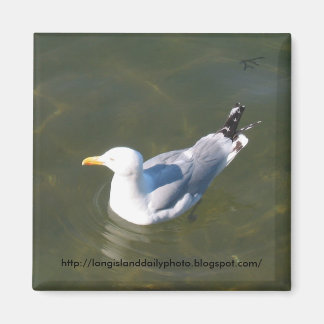 Seagull at Gosmans Dock in Montauk Magnet