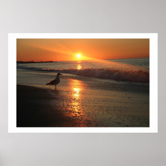 Seagull at Sunrise Poster