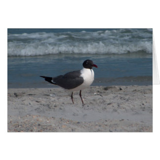 Seagull at the Beach