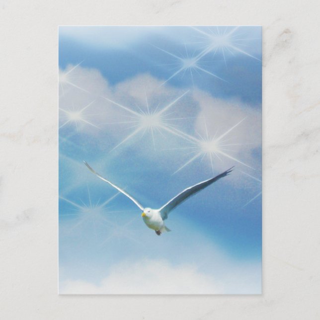 Seagull Bird in Flight Photo Postcard (Front)