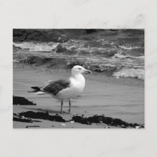 Seagull (Black and White) Postcard
