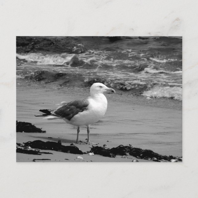 Seagull (Black and White) Postcard (Front)