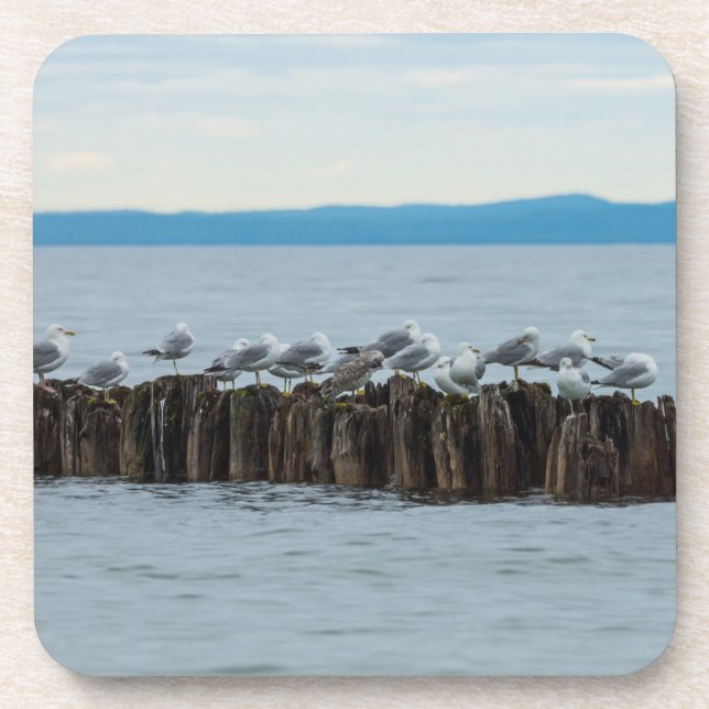 Seagull Breaktime Coaster (Front)