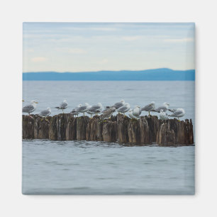 Seagull Breaktime Magnet