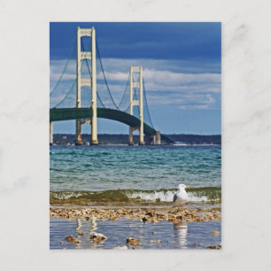 Seagull by Mackinac Bridge Postcard