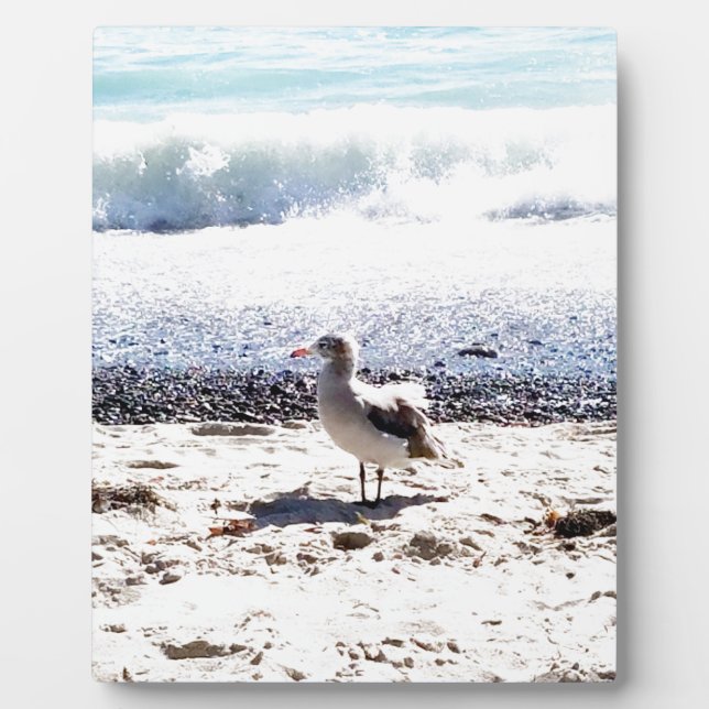 seagull by the ocean on the beach picture plaque (Front)