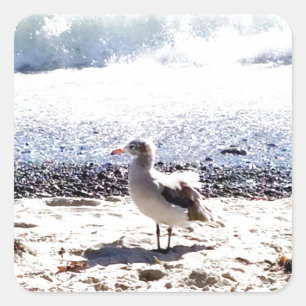 seagull by the ocean on the beach picture square sticker