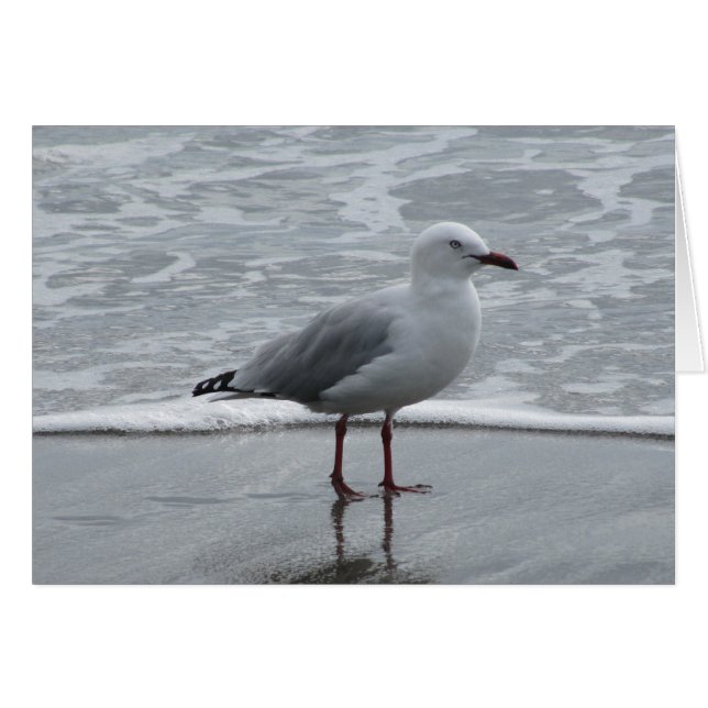 Seagull by the Water (Front Horizontal)