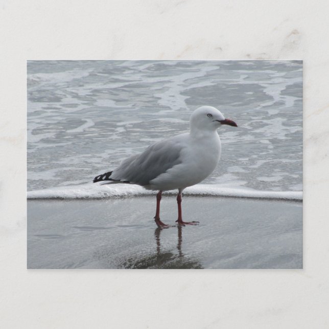 Seagull by the Water Postcard (Front)