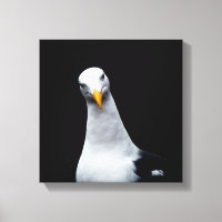Seagull