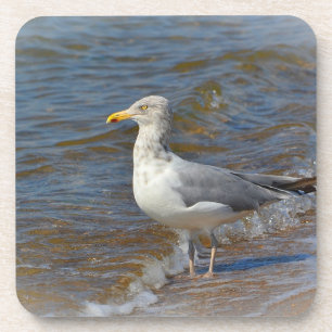 Seagull Coaster
