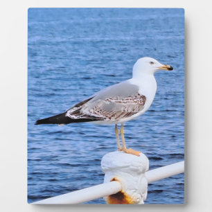 Seagull Constanta Romania – Black Sea Photography Plaque