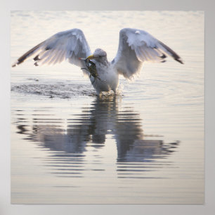 Seagull Crab Fishing Photo Poster