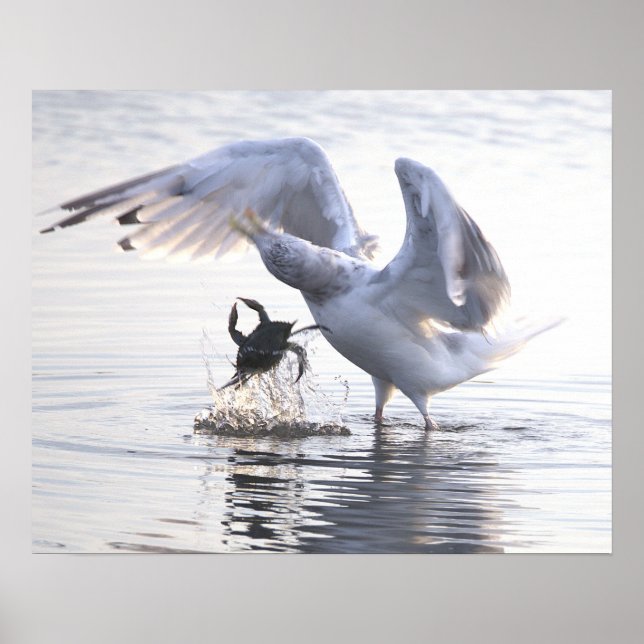 Seagull Crab Fishing Photo Poster (Front)