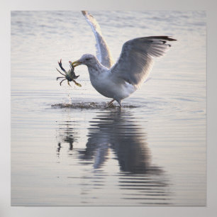 Seagull Crab Fishing Photo Poster