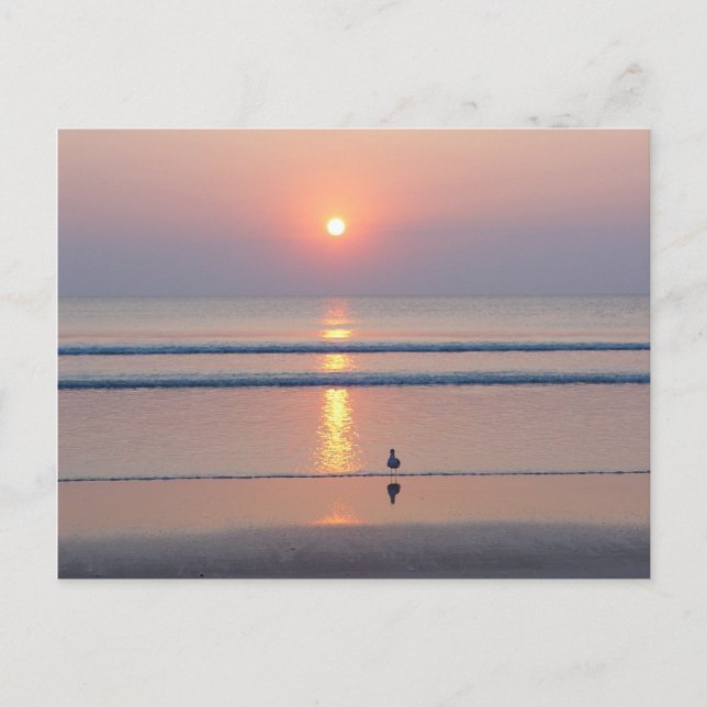 Seagull Daytona Beach FL Ocean Sunrise Postcard (Front)