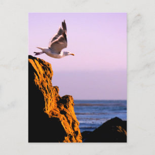 Seagull Departs  Postcard