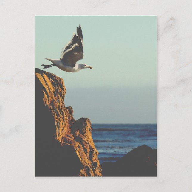 Seagull Departs  Postcard (Front)