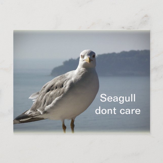 Seagull don`t care postcard (Front)