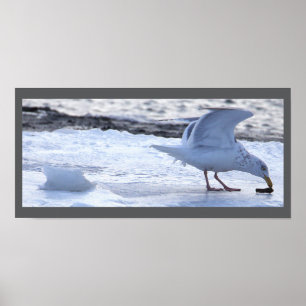 Seagull Eating on Ice Poster