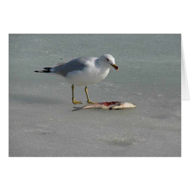 Seagull Eats Fish (Front Horizontal)