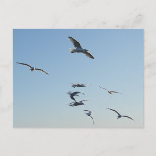 Seagull Flying Holiday Postcard