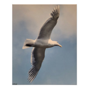 Seagull flying Photo Enlargement Print