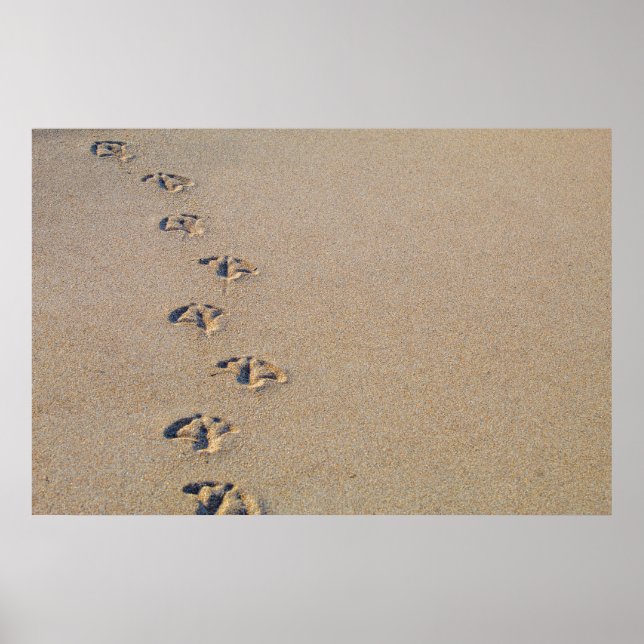 Seagull footprints in the sand poster (Front)